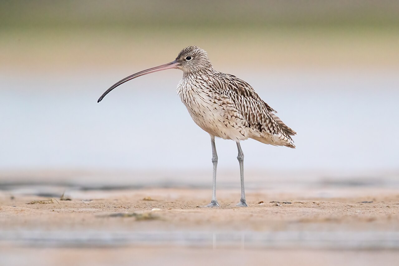 Siberische wulp (Numenius madagascariensis)