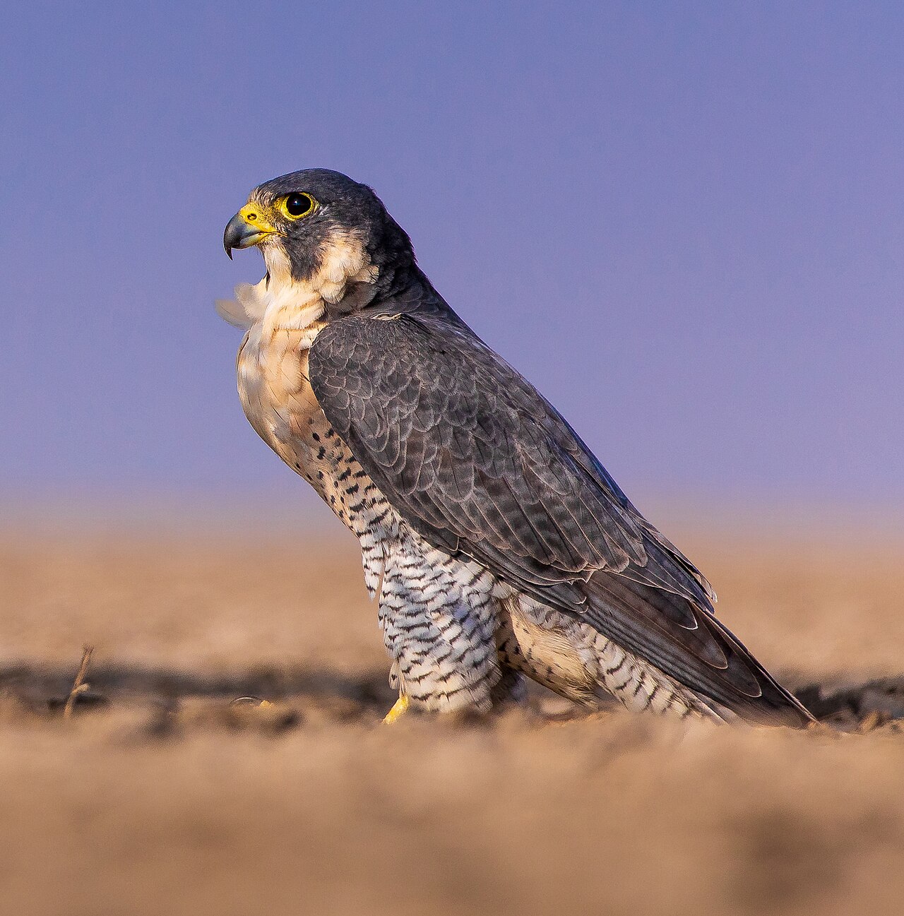 Slechtvalk (Falco peregrinus)