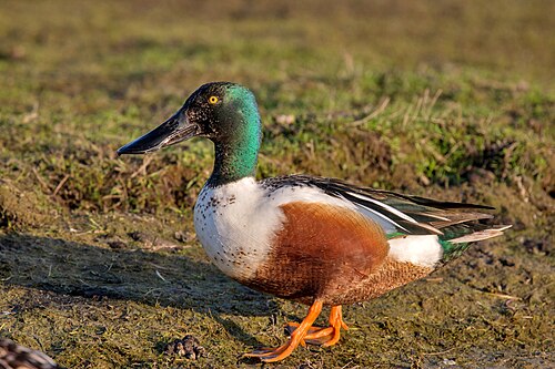 Slobeend (Spatula clypeata)