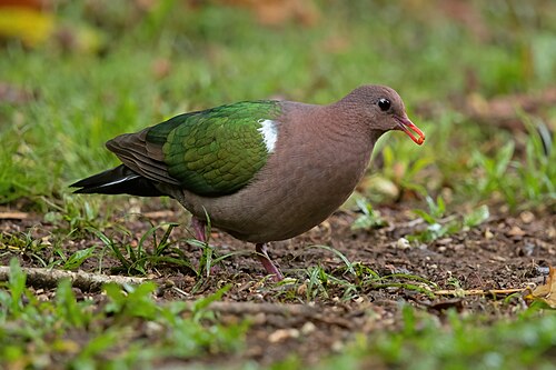 Smaragdduif (Chalcophaps longirostris)