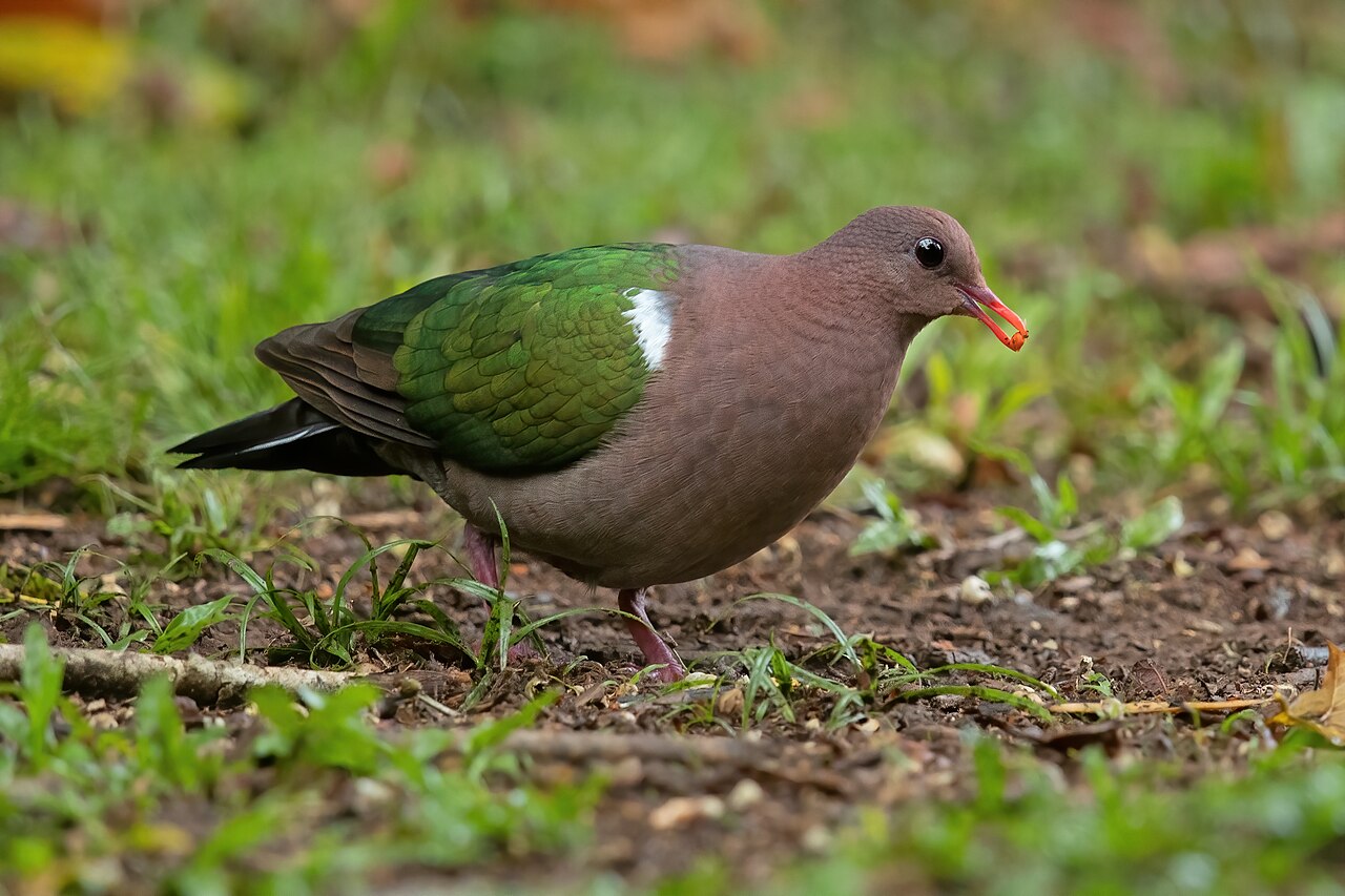 Palomita esmeralda cabecigrís (Chalcophaps longirostris)