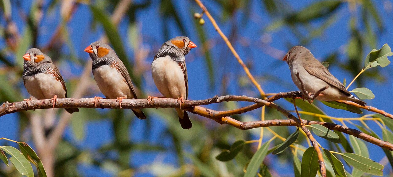 Soendazebravink (Taeniopygia guttata)