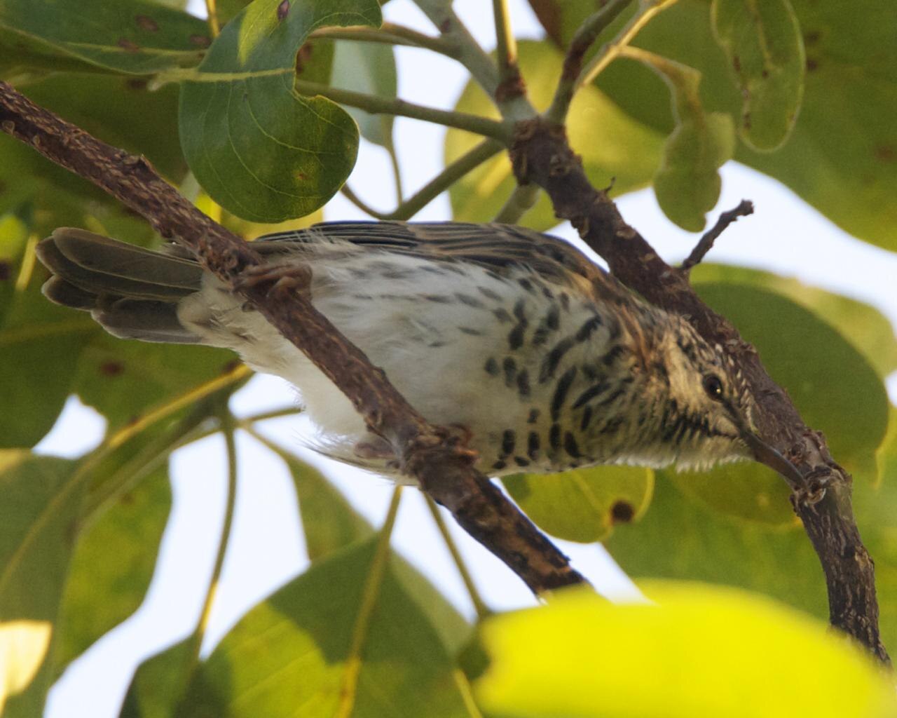 Bar-breasted Honeyeater (Ramsayornis fasciatus)