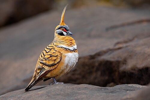 Spinifexduif (Geophaps plumifera)