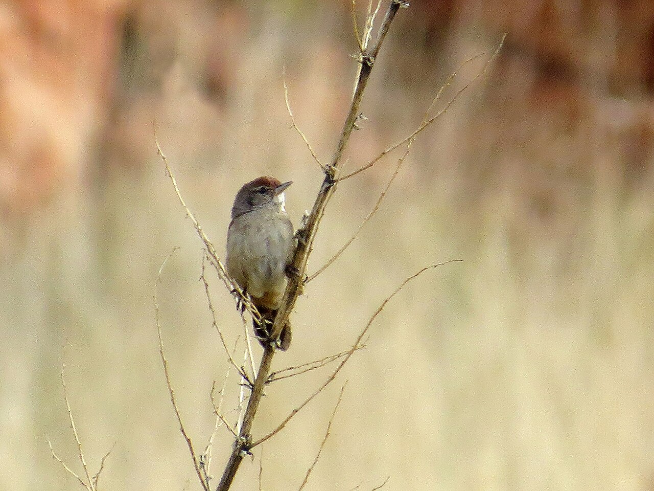 Yerbera del spinifex (Poodytes carteri)
