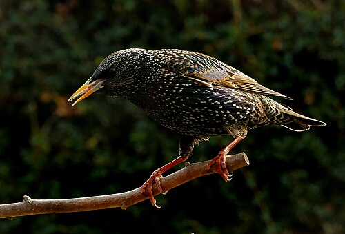 Spreeuw (Sturnus vulgaris)