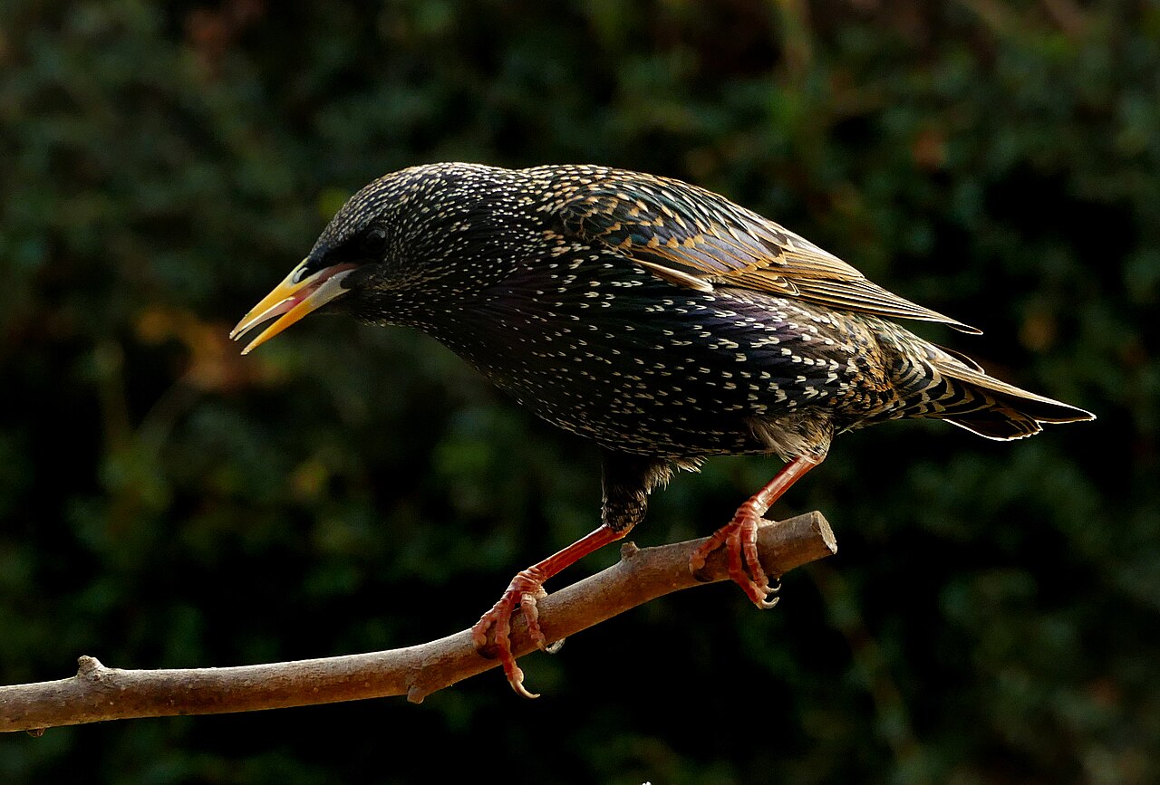 Spreeuw (Sturnus vulgaris)