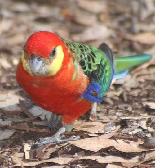 Stanleyrosella (Platycercus icterotis)