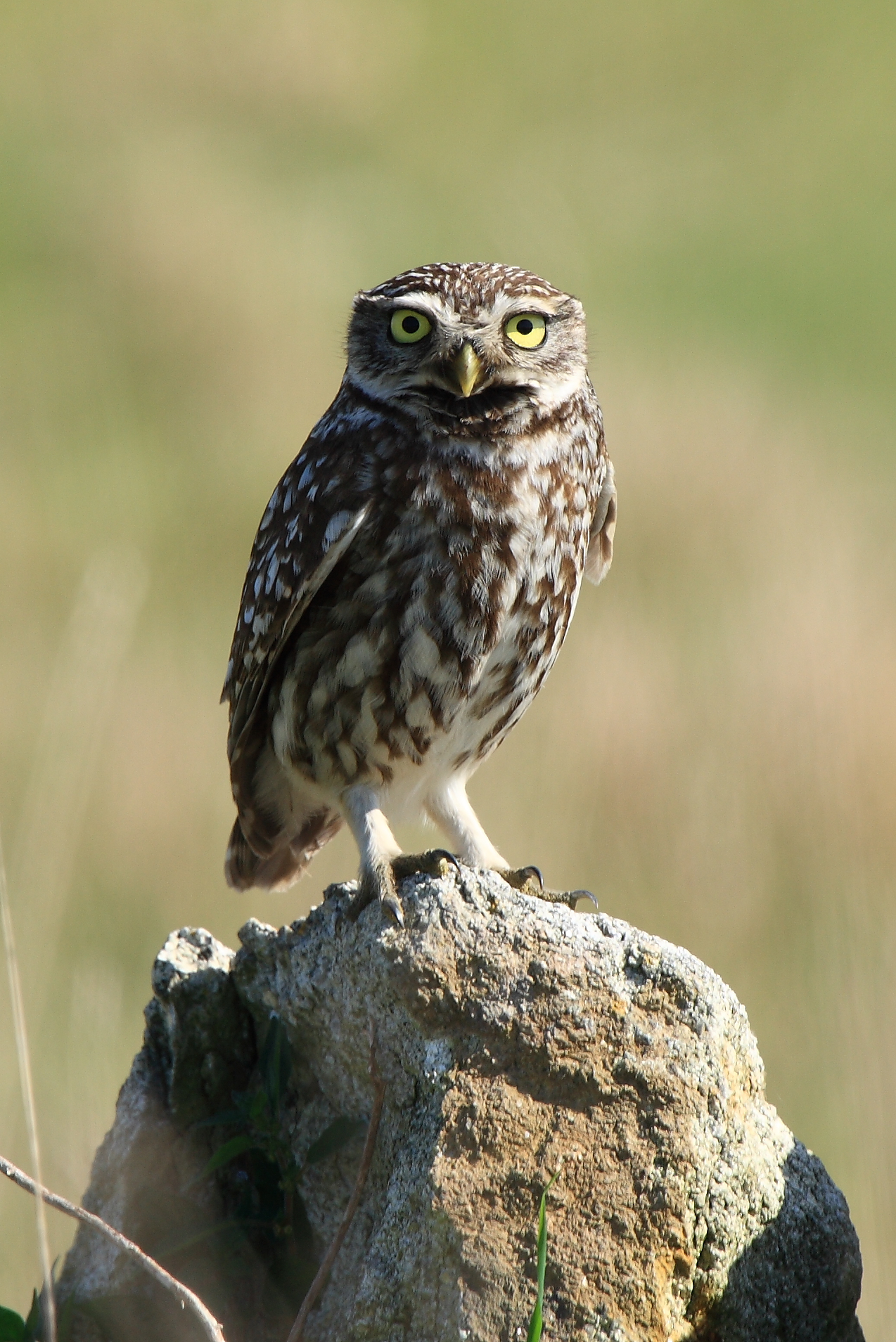 Steenuil (Athene noctua)