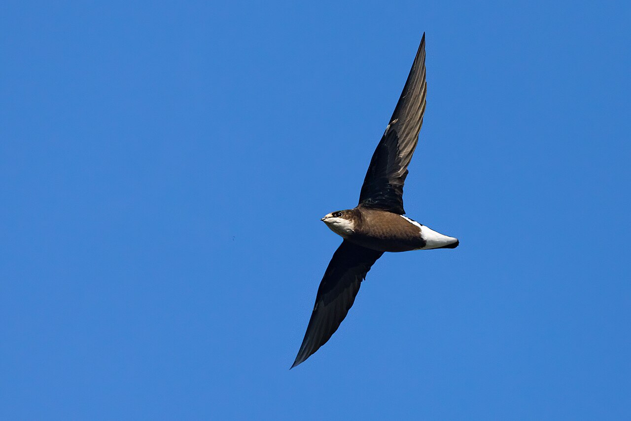 Vencejo mongol (Hirundapus caudacutus)