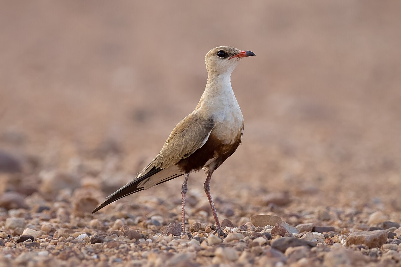 Canastera patilarga (Glareola isabella)