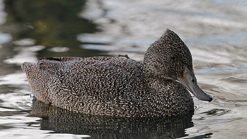 Stippeleend (Stictonetta naevosa)