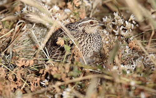 Stoppelveldkwartel (Coturnix pectoralis)
