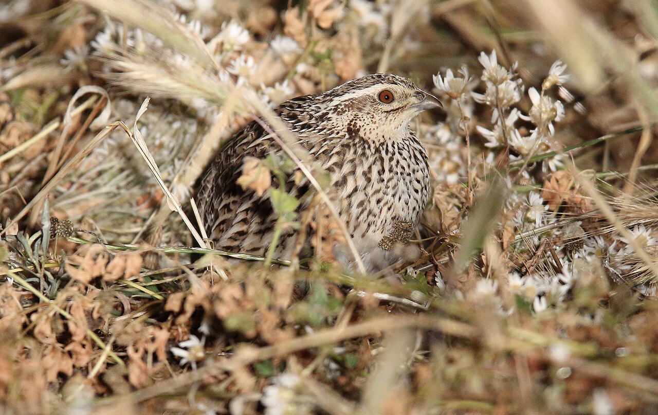 Stubble Quail (Coturnix pectoralis)