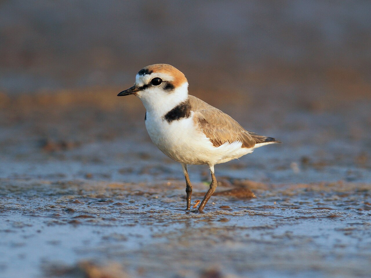Strandplevier (Anarhynchus alexandrinus)