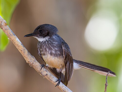 Streepborstwaaierstaart (Rhipidura rufiventris)