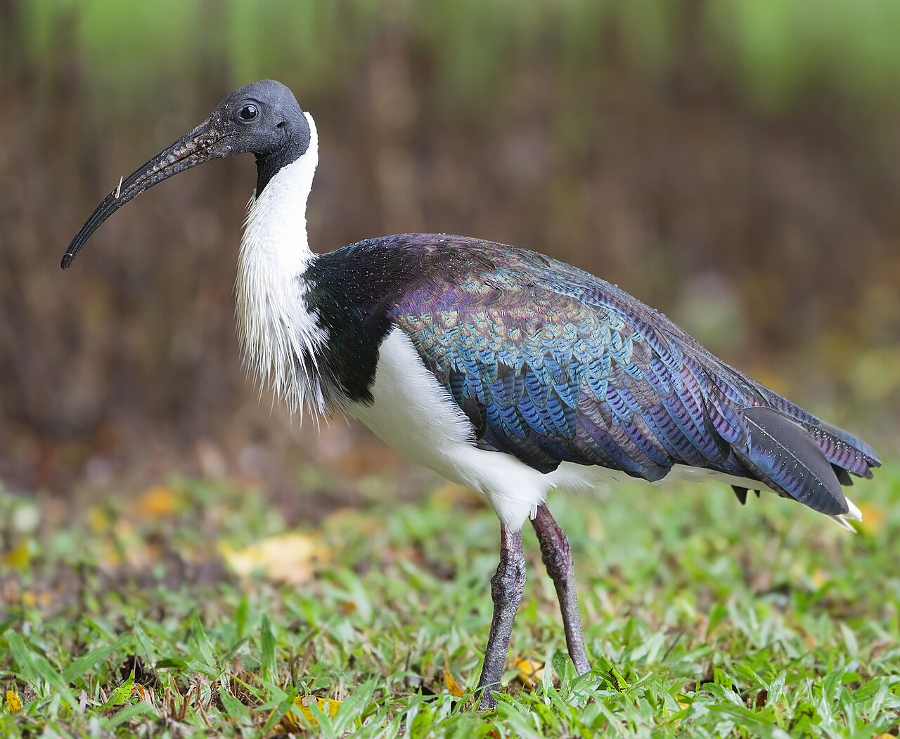 Ibis australiano (Threskiornis spinicollis)