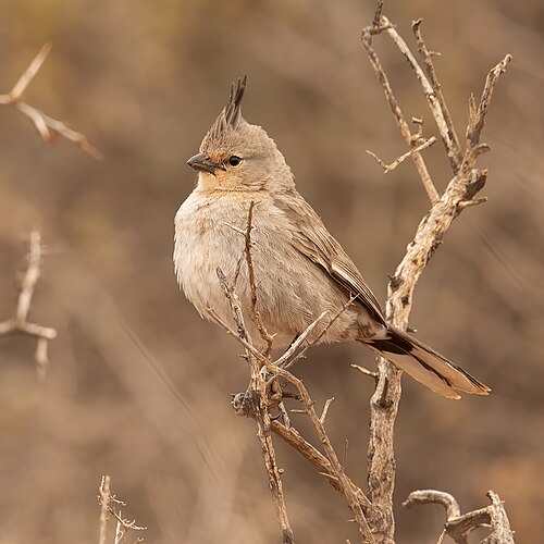 Struikraltimalia (Psophodes cristatus)
