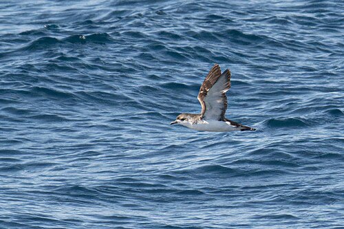 Subantarctische kleine pijlstormvogel (Puffinus elegans)