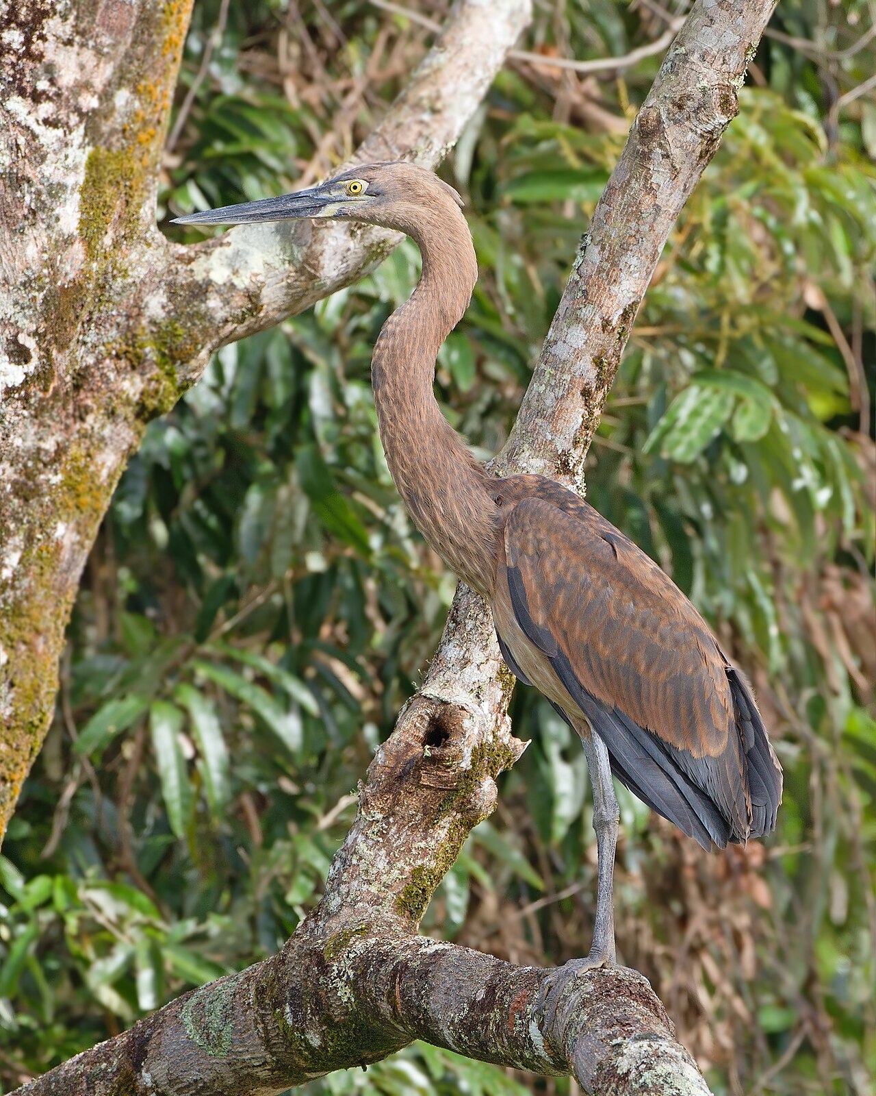Garza de sumatra (Ardea sumatrana)