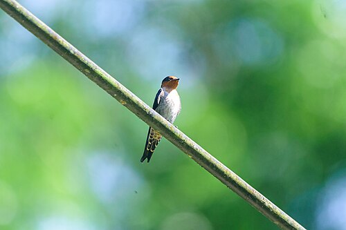 Tahitizwaluw (Hirundo tahitica)
