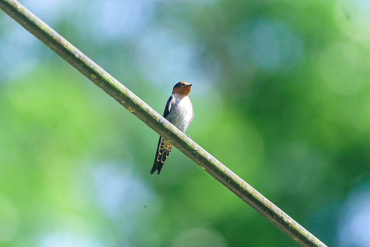 Tahitizwaluw (Hirundo tahitica)