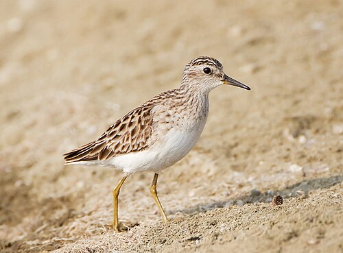 Taigastrandloper (Calidris subminuta)