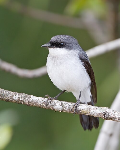 Tapuitvliegenvanger (Melanodryas pulverulenta)
