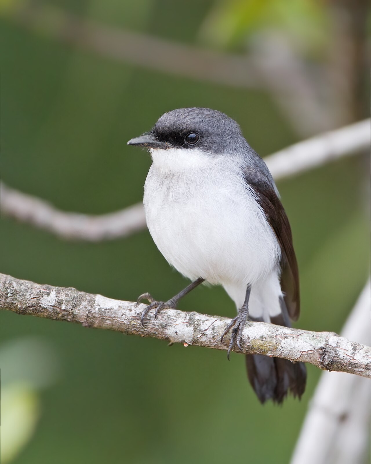 Tapuitvliegenvanger (Melanodryas pulverulenta)