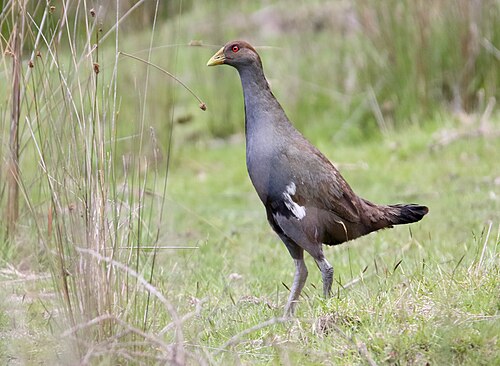 Tasmaans waterhoen (Tribonyx mortierii)