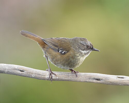 Tasmaanse bruine struiksluiper (Sericornis humilis)