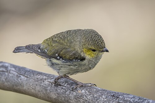 Tasmaanse diamantvogel (Pardalotus quadragintus)