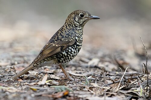 Tasmaanse goudlijster (Zoothera lunulata)