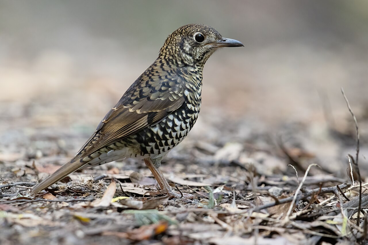 Tasmaanse goudlijster (Zoothera lunulata)