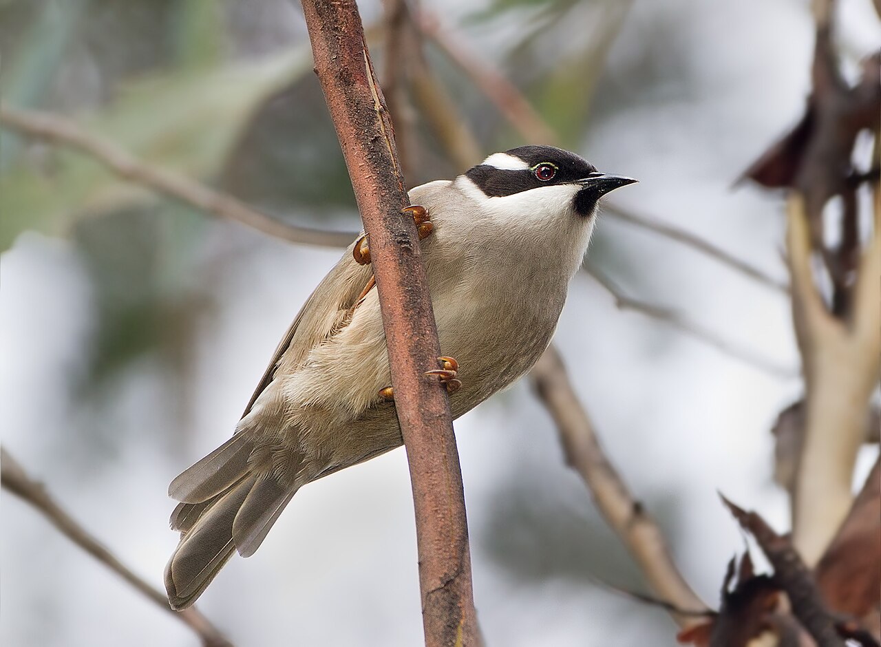 Tasmaanse honingeter (Melithreptus validirostris)