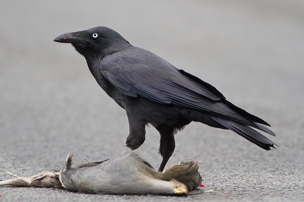 Cuervo de Tasmania (Corvus tasmanicus)
