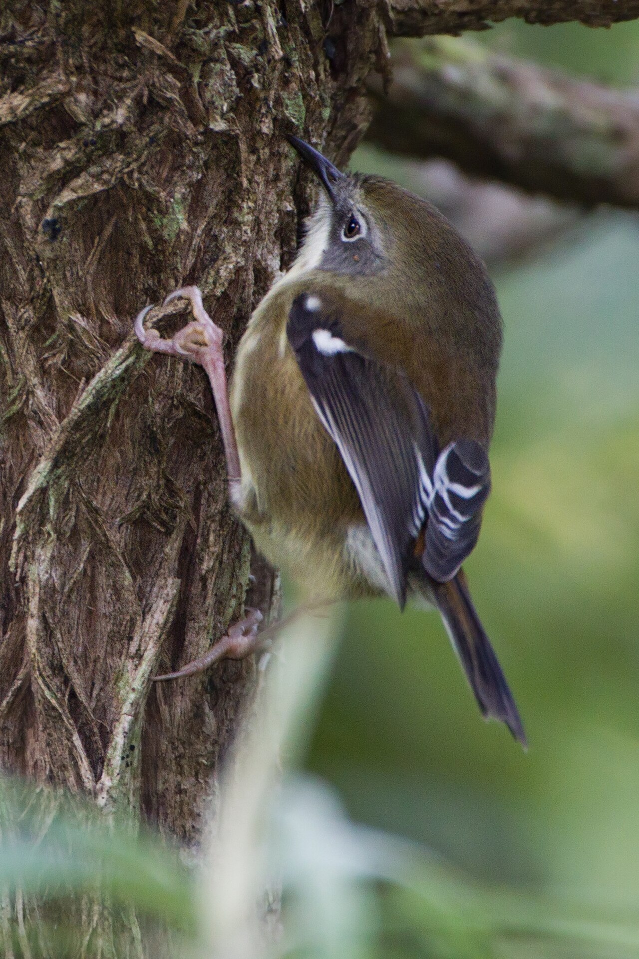 Sedosito tasmano (Acanthornis magna)