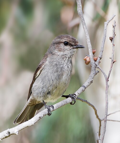 Tasmaanse vliegenvanger (Melanodryas vittata)