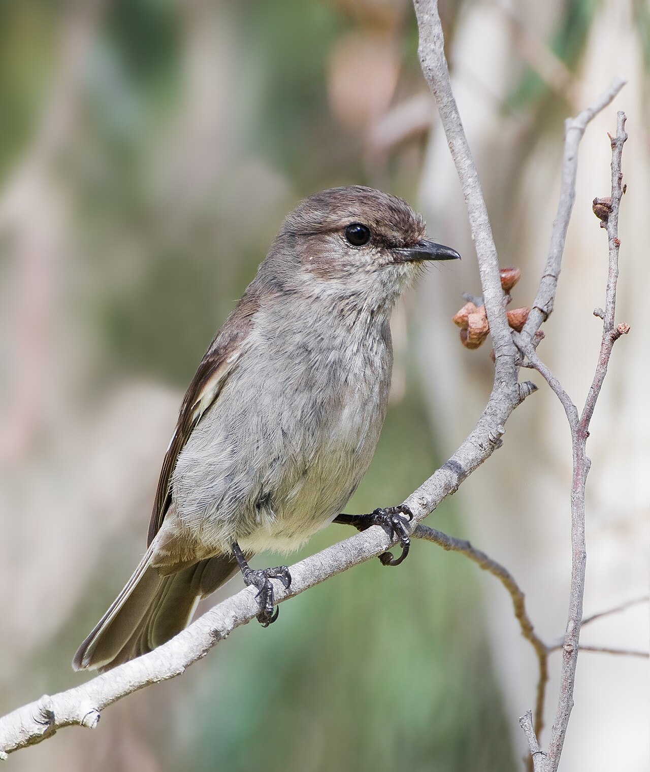 Petroica de Tasmania (Melanodryas vittata)