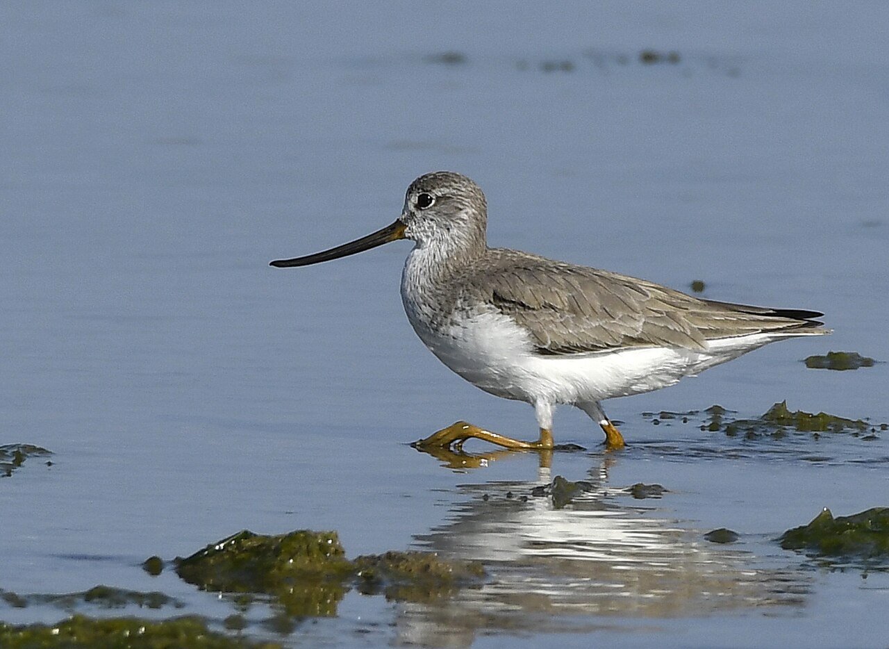 Terekruiter (Xenus cinereus)