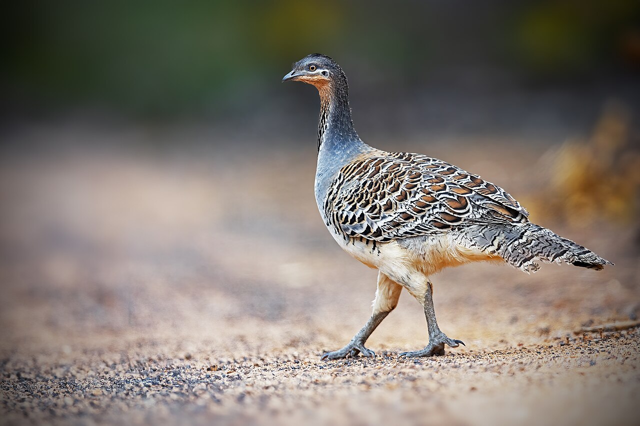 Thermometervogel (Leipoa ocellata)