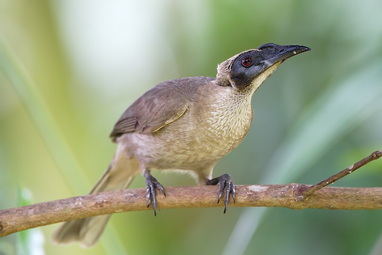 Timorese helmlederkop (Philemon buceroides)