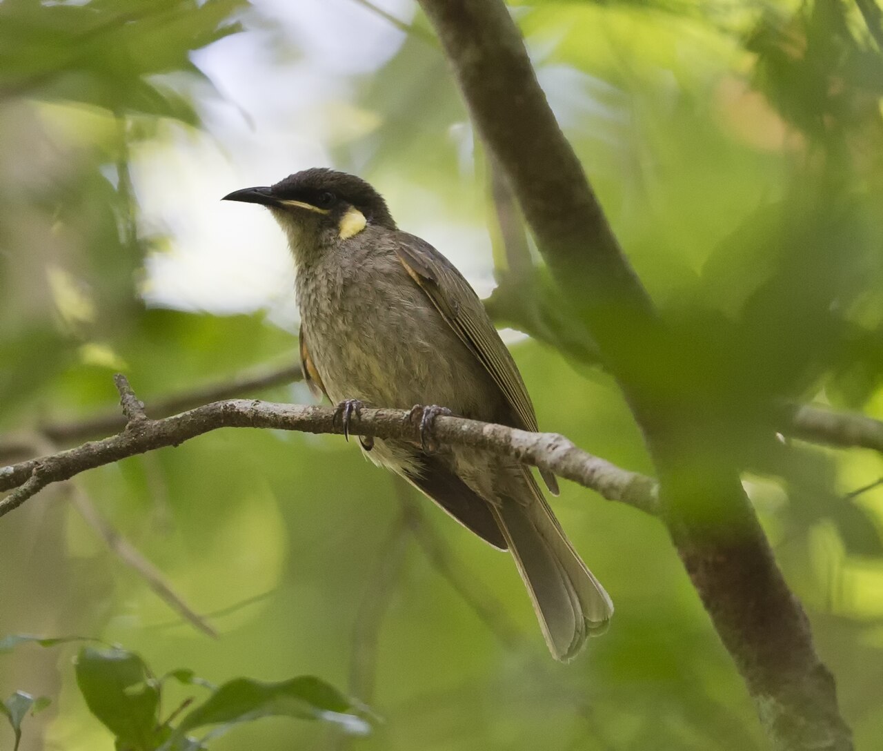 Torreshoningeter (Meliphaga notata)
