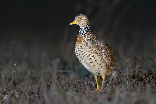Trapvechtkwartel (Pedionomus torquatus)