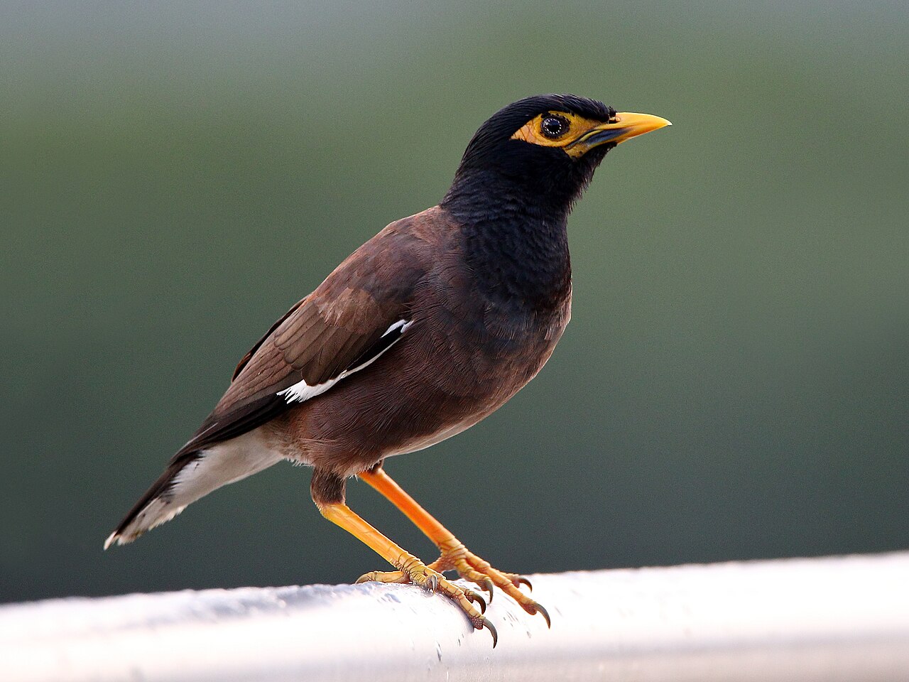 Treurmaina (Acridotheres tristis)