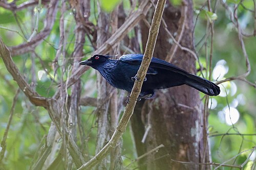 Trompetparadijskraai (Phonygammus keraudrenii)