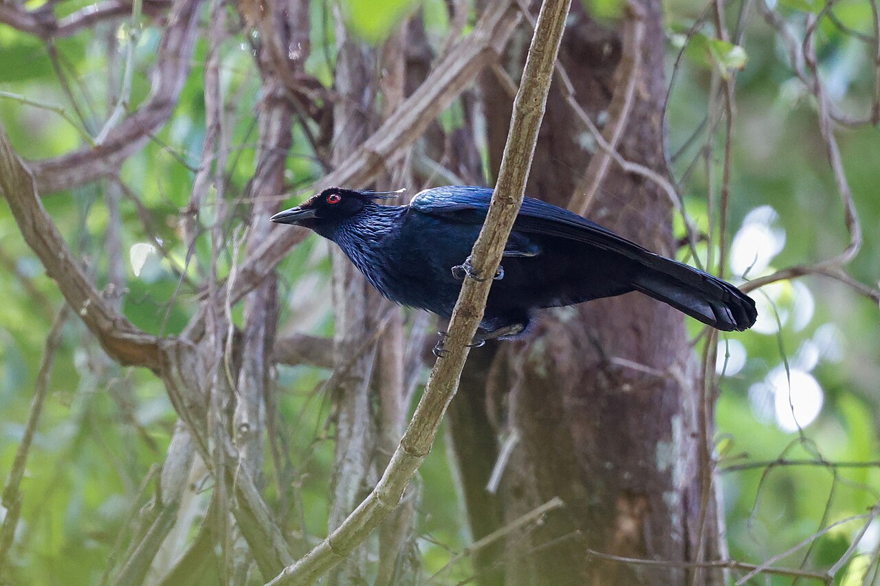 Ave del paraíso trompetera (Phonygammus keraudrenii)