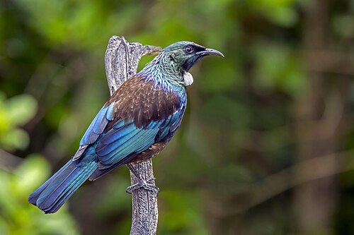 Toei (Prosthemadera novaeseelandiae)