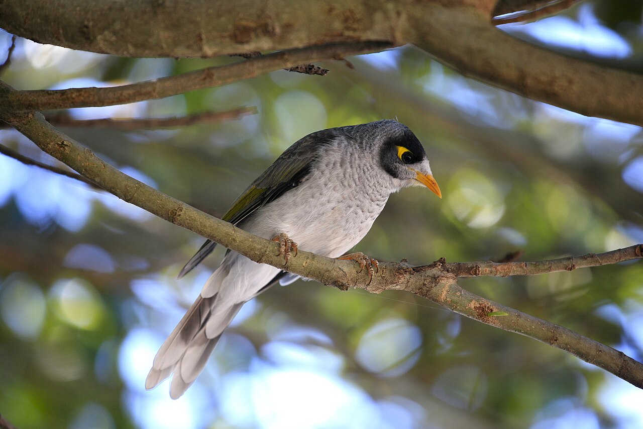 Tuinhoningeter (Manorina melanocephala)