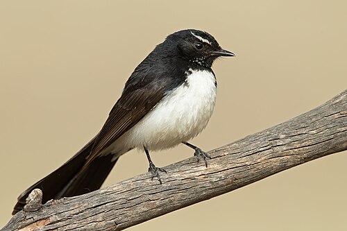 Tuinwaaierstaart (Rhipidura leucophrys)